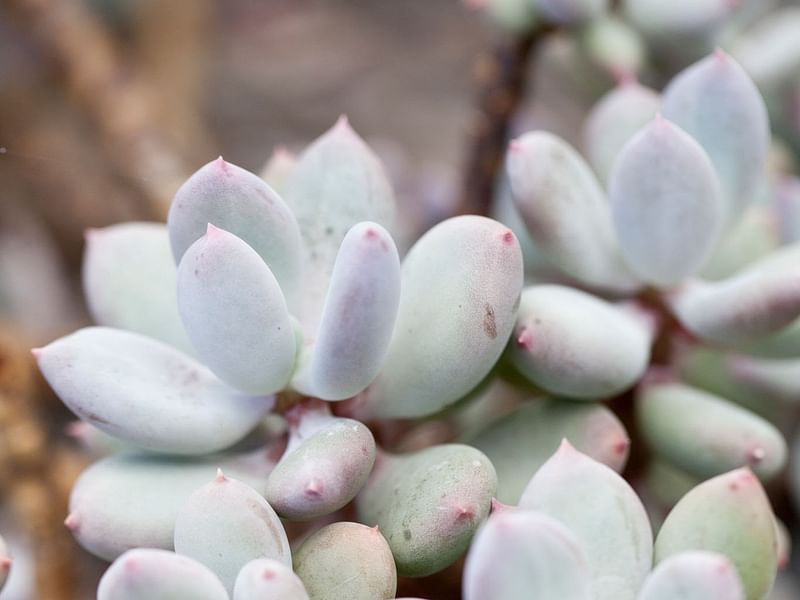 Pachyphytum | Crassulaceae