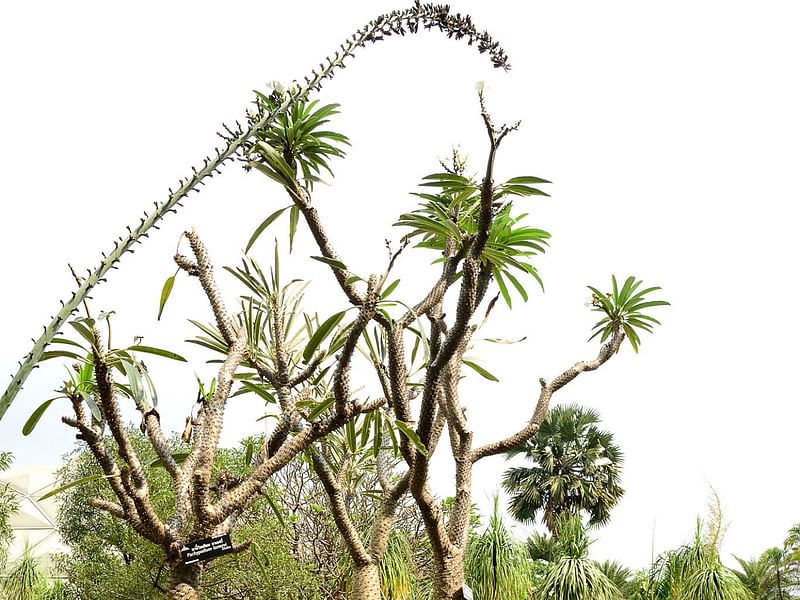 Pachypodium | Apocynaceae