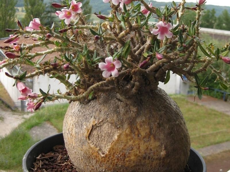 Pachypodium Bispinosum | Pachypodium | Apocynaceae