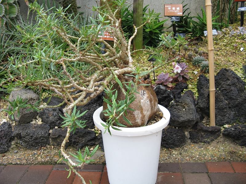 Pachypodium Bispinosum | Pachypodium | Apocynaceae