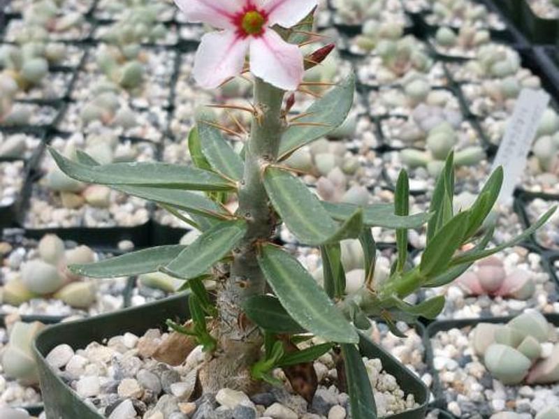 Pachypodium Bispinosum | Pachypodium | Apocynaceae