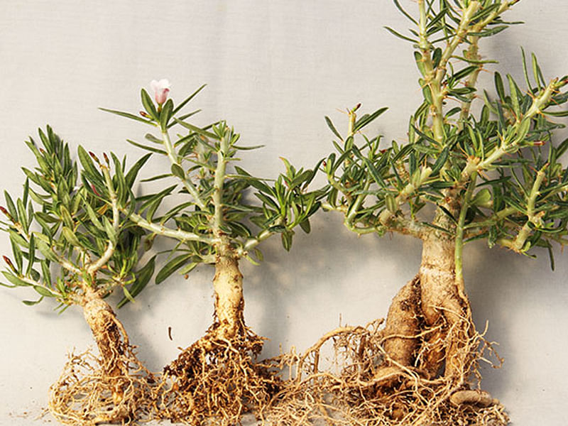 Pachypodium Bispinosum | Pachypodium | Apocynaceae