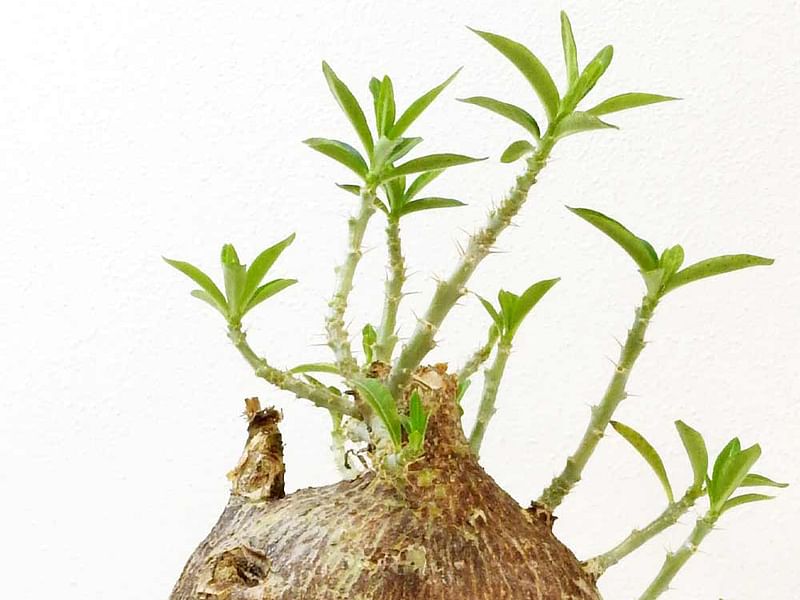 Pachypodium Bispinosum | Pachypodium | Apocynaceae
