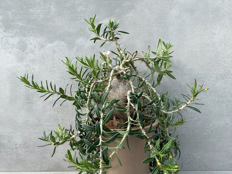 Pachypodium Bispinosum | Pachypodium | Apocynaceae