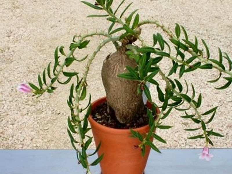 Pachypodium Bispinosum | Pachypodium | Apocynaceae