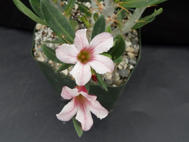Pachypodium Bispinosum | Pachypodium | Apocynaceae
