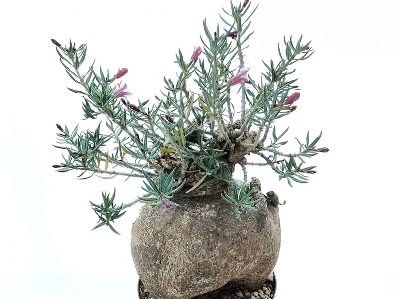 Pachypodium Bispinosum | Pachypodium | Apocynaceae