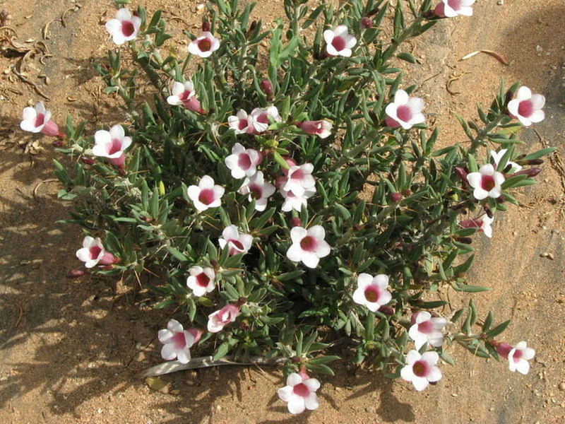 Pachypodium Bispinosum | Pachypodium | Apocynaceae
