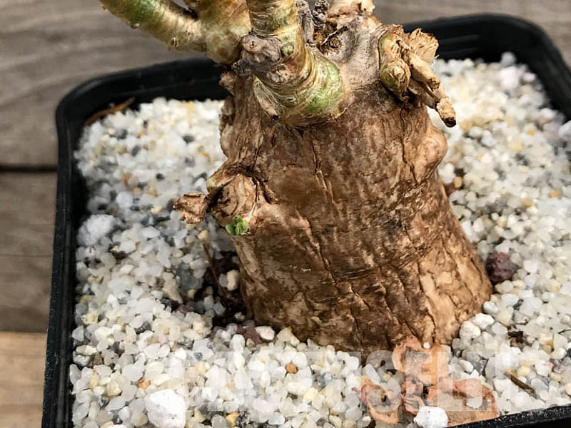 Pachypodium Bispinosum | Pachypodium | Apocynaceae