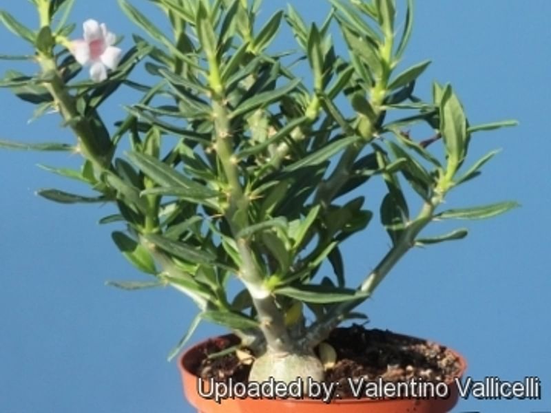 Pachypodium Bispinosum | Pachypodium | Apocynaceae