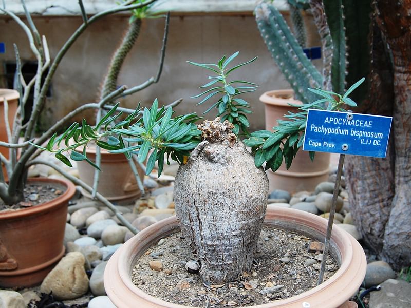 Pachypodium Bispinosum | Pachypodium | Apocynaceae