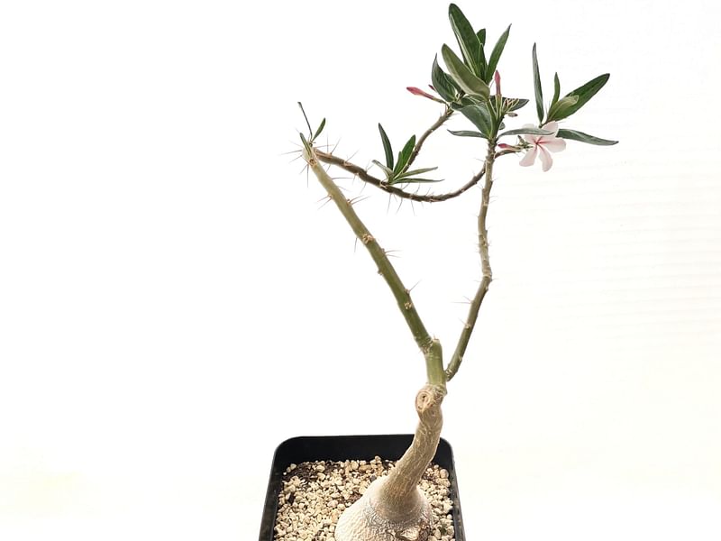 Pachypodium Bispinosum | Pachypodium | Apocynaceae