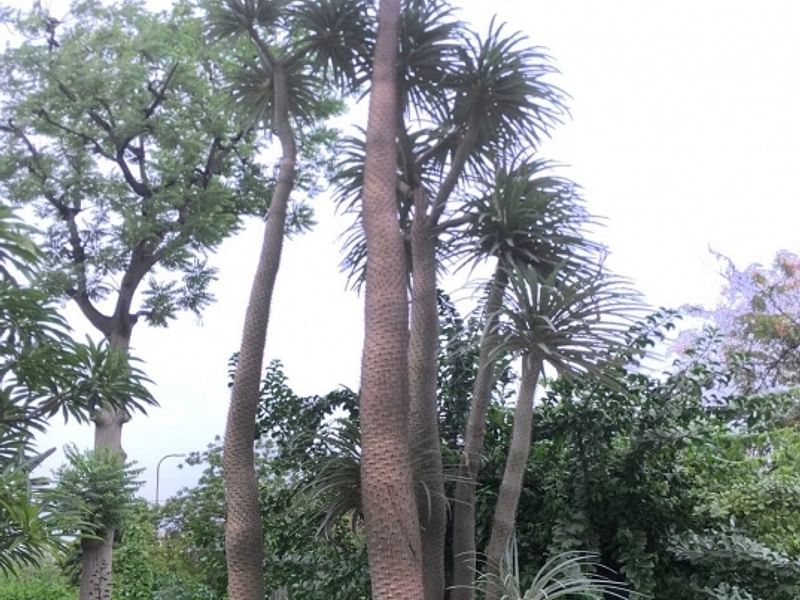Pachypodium Geay | Pachypodium | Apocynaceae