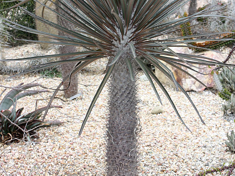 Pachypodium Geay | Pachypodium | Apocynaceae