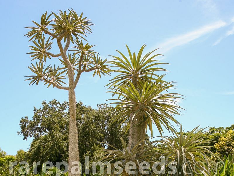 Pachypodium Geay | Pachypodium | Apocynaceae