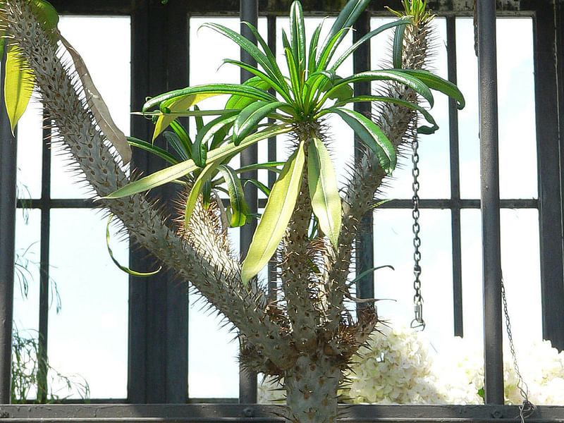 Pachypodium Geay | Pachypodium | Apocynaceae