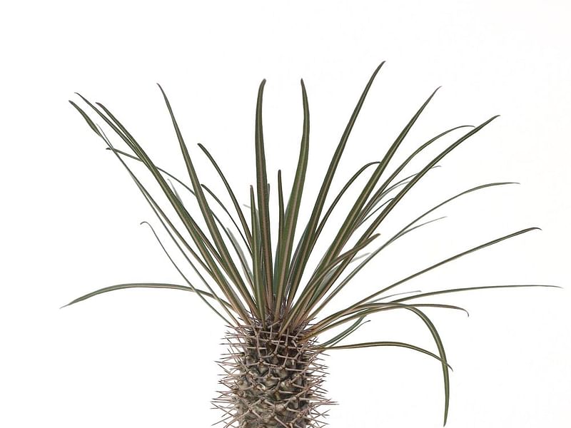 Pachypodium Geay | Pachypodium | Apocynaceae