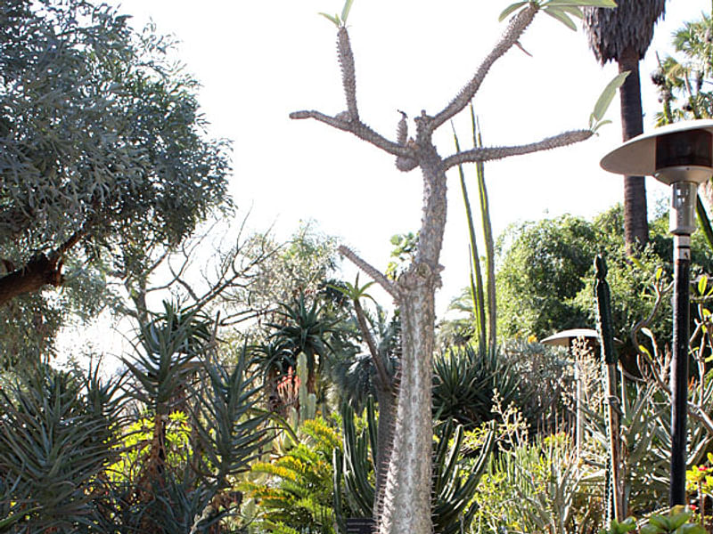 Pachypodium Geay | Pachypodium | Apocynaceae