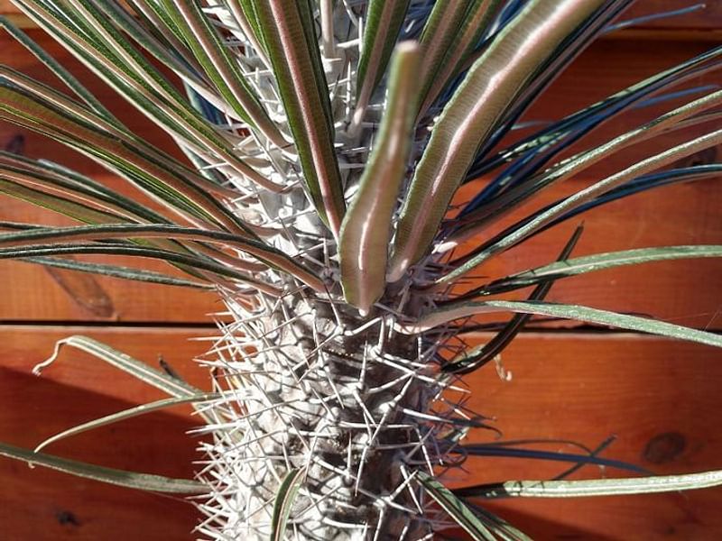 Pachypodium Geay | Pachypodium | Apocynaceae