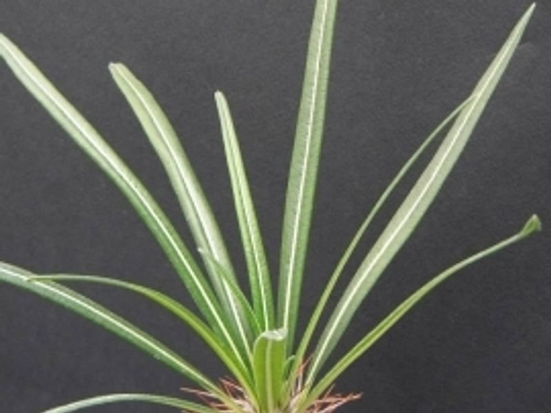 Pachypodium Geay | Pachypodium | Apocynaceae