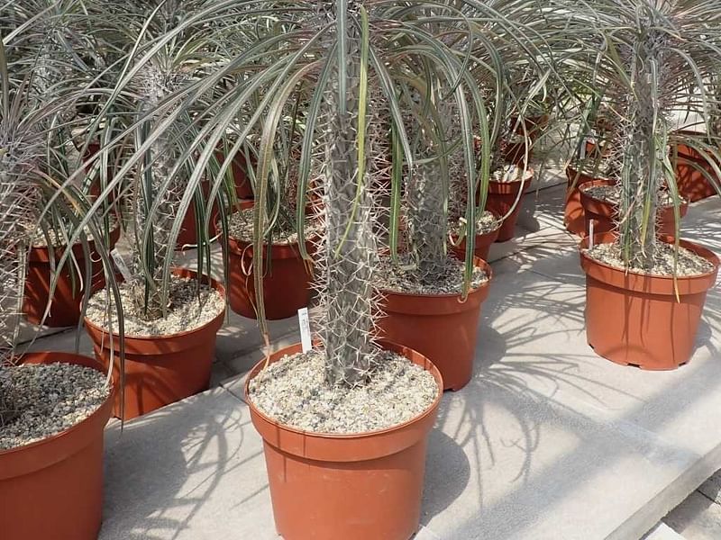 Pachypodium Geay | Pachypodium | Apocynaceae
