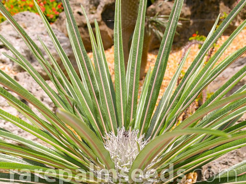 Pachypodium Geay | Pachypodium | Apocynaceae