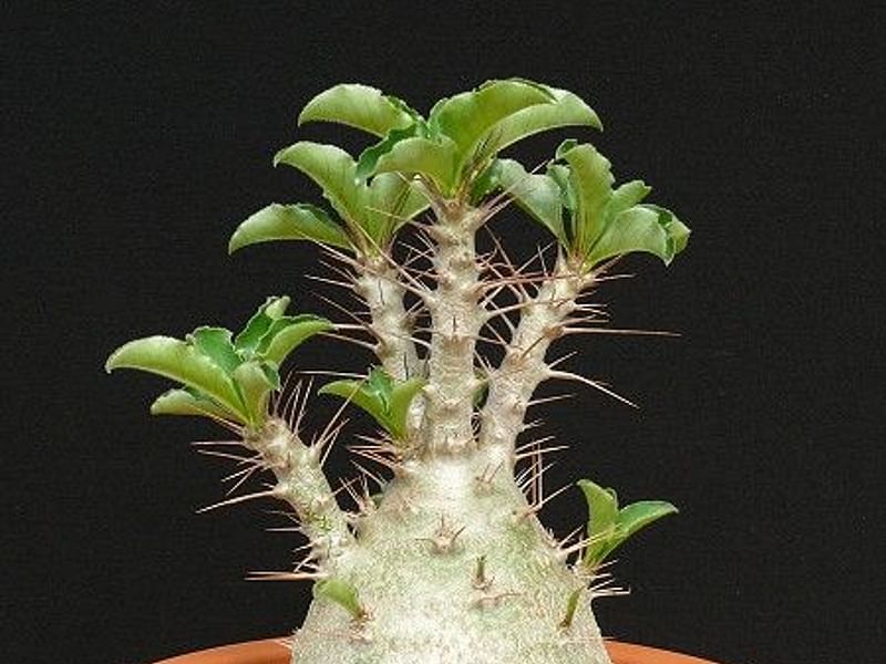 Pachypodium Lealii Subsp. Saundersii | Pachypodium | Apocynaceae