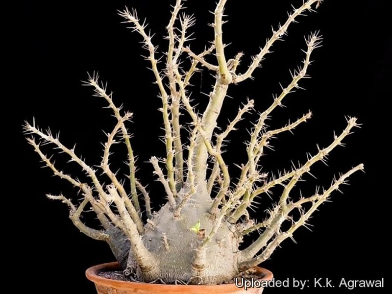 Pachypodium Lealii Subsp. Saundersii | Pachypodium | Apocynaceae