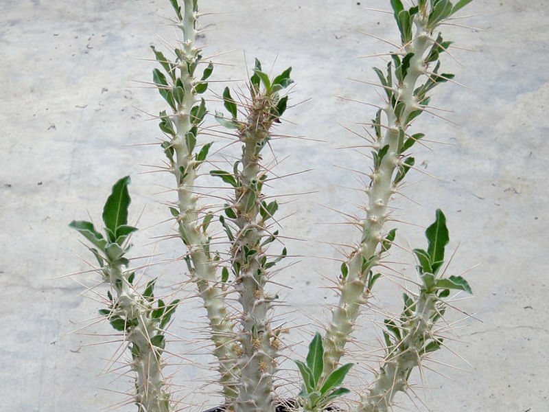Pachypodium Lealii Subsp. Saundersii | Pachypodium | Apocynaceae