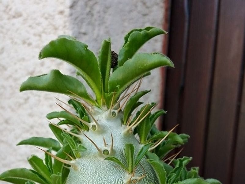 Pachypodium Lealii Subsp. Saundersii | Pachypodium | Apocynaceae