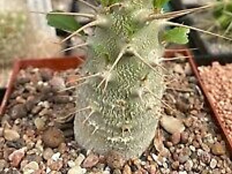 Pachypodium Lealii Subsp. Saundersii | Pachypodium | Apocynaceae