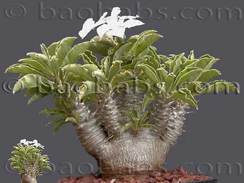Pachypodium Lealii Subsp. Saundersii | Pachypodium | Apocynaceae