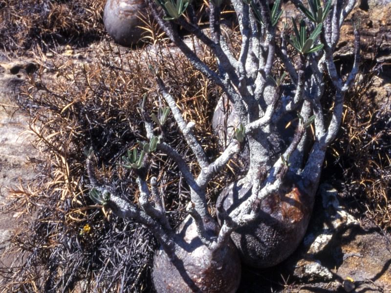 Pachypodium Rosulatum | Pachypodium | Apocynaceae