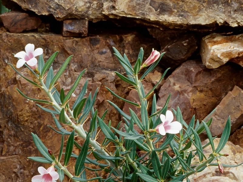 Pachypodium Succulentum | Pachypodium | Apocynaceae