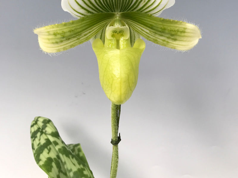 Paphiopedilum Maudiae | Orchidaceae