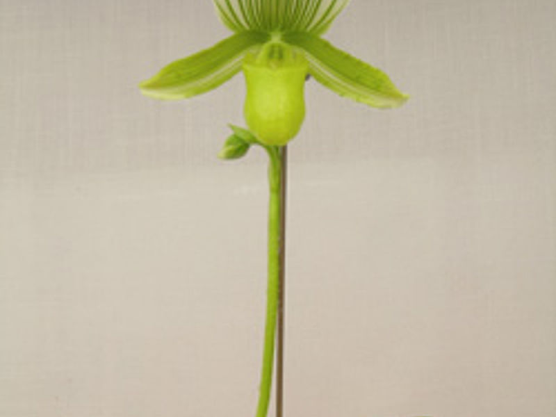Paphiopedilum Maudiae | Orchidaceae