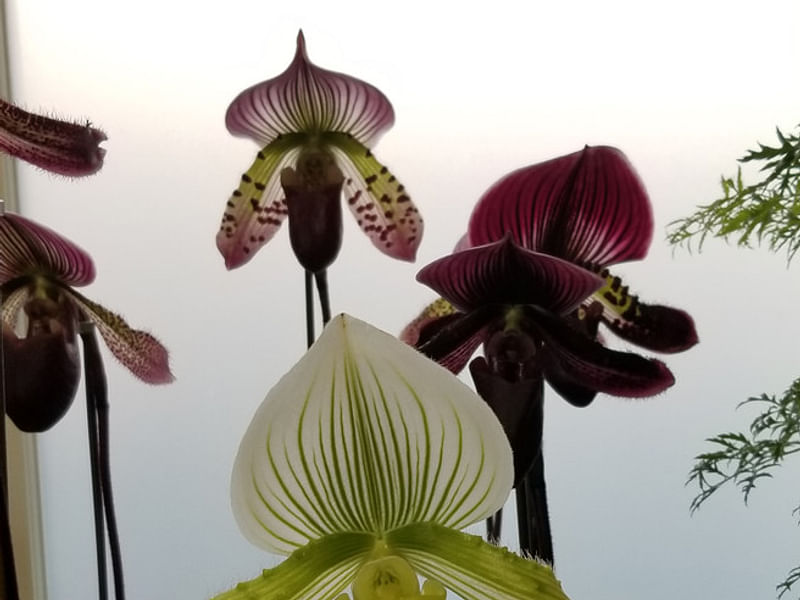Paphiopedilum Maudiae | Orchidaceae