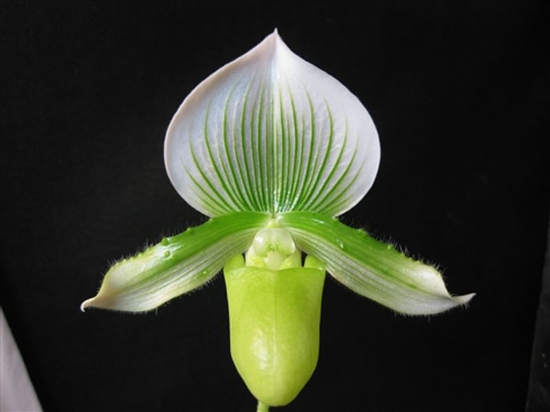 Paphiopedilum Maudiae | Orchidaceae