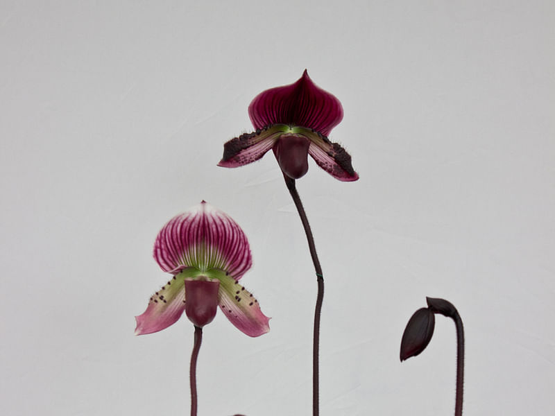 Paphiopedilum Maudiae | Orchidaceae