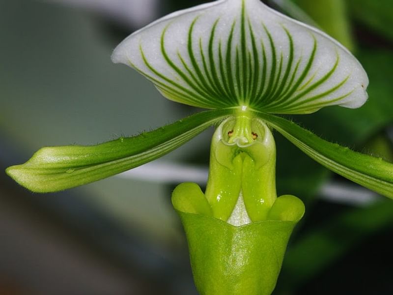 Paphiopedilum Maudiae | Orchidaceae