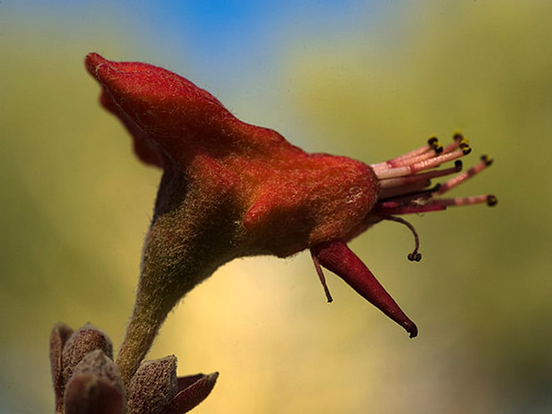 Pedilanthus Macrocarpus Flower - Phoenix Desert Botanic Garden | Pedilanthus | Euphorbiaceae