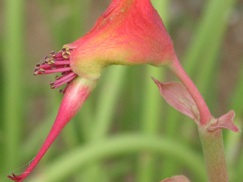 Pedilanthus Macrocarpus Flower - Phoenix Desert Botanic Garden | Pedilanthus | Euphorbiaceae