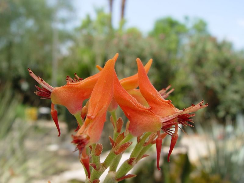 Pedilanthus Macrocarpus Flower - Phoenix Desert Botanic Garden | Pedilanthus | Euphorbiaceae