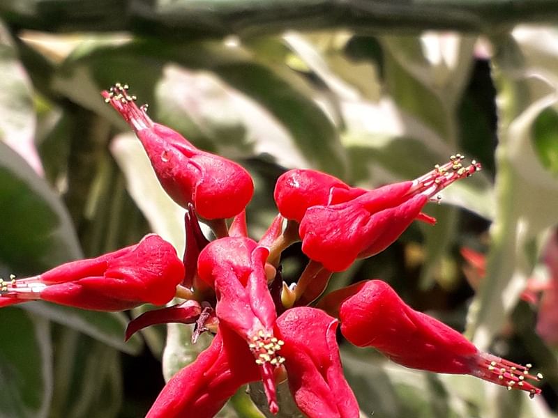 Pedilanthus Tithymaloides - RBG Kew | Pedilanthus | Euphorbiaceae