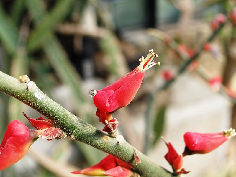 Pedilanthus Tithymaloides - RBG Kew | Pedilanthus | Euphorbiaceae