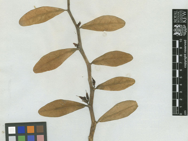 Pedilanthus Tithymaloides - RBG Kew | Pedilanthus | Euphorbiaceae