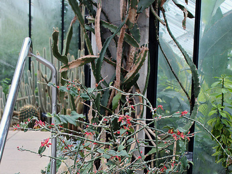 Pedilanthus Tithymaloides - RBG Kew | Pedilanthus | Euphorbiaceae