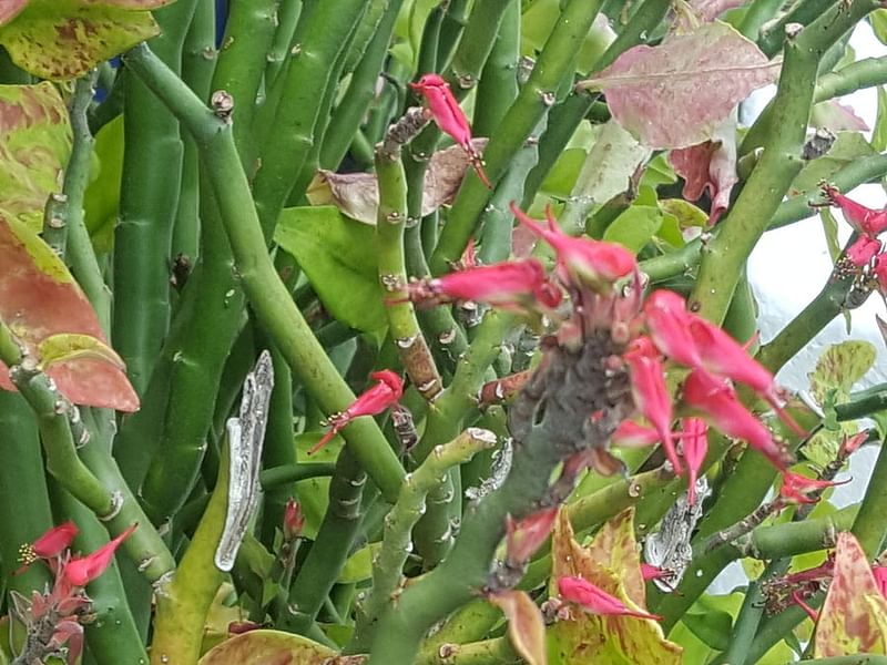 Pedilanthus Tithymaloides - RBG Kew | Pedilanthus | Euphorbiaceae