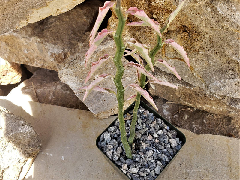 Pedilanthus Tithymaloides - RBG Kew | Pedilanthus | Euphorbiaceae