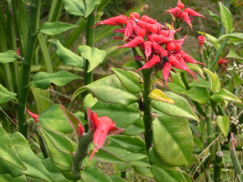 Pedilanthus Tithymaloides - RBG Kew | Pedilanthus | Euphorbiaceae